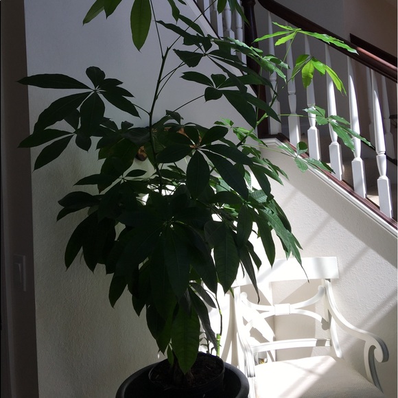 Meet your Posher, Joyce - Picture 1 of 1